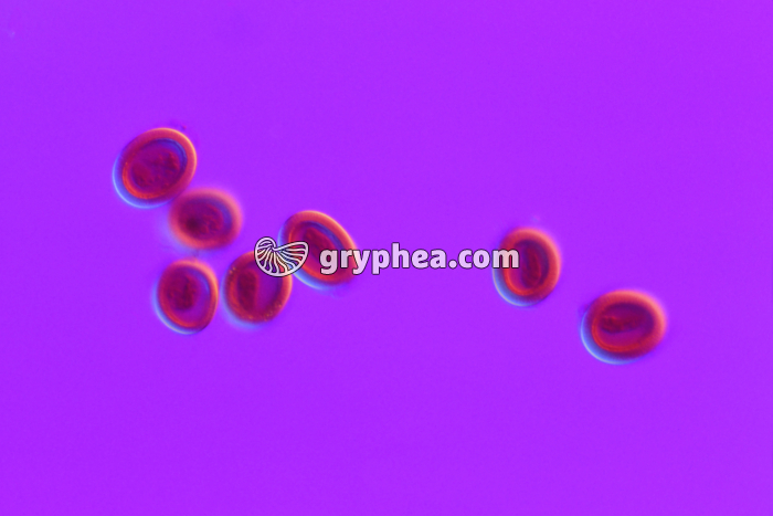 Oeufs de Taenia x100 - gryphea.org